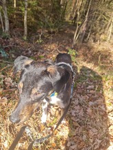 MOKO, Hund, Mischlingshund in Rumänien - Bild 3