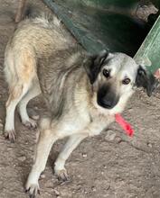 ALYA, Hund, Mischlingshund in Griechenland - Bild 2