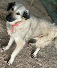 ALYA, Hund, Mischlingshund in Griechenland - Bild 3