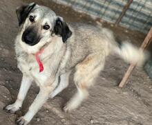 ALYA, Hund, Mischlingshund in Griechenland - Bild 5
