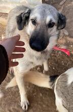 ALYA, Hund, Mischlingshund in Griechenland - Bild 6