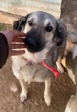 ALYA, Hund, Mischlingshund in Griechenland - Bild 7