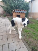 PINKO, Hund, Mischlingshund in Bulgarien - Bild 3