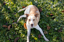 ALF, Hund, Mischlingshund in Kroatien - Bild 4