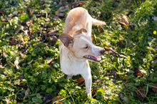 ALF, Hund, Mischlingshund in Kroatien - Bild 5
