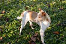 ALF, Hund, Mischlingshund in Kroatien - Bild 8