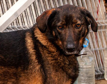 BUBA, Hund, Mischlingshund in Bulgarien - Bild 1