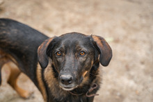 BUBA, Hund, Mischlingshund in Bulgarien - Bild 2