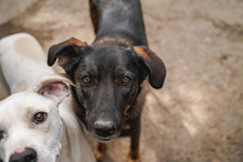 BUBA, Hund, Mischlingshund in Bulgarien - Bild 3