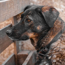 BUBA, Hund, Mischlingshund in Bulgarien - Bild 4