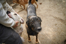 BUBA, Hund, Mischlingshund in Bulgarien - Bild 6