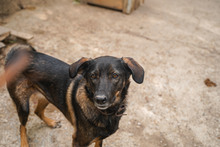 BUBA, Hund, Mischlingshund in Bulgarien - Bild 7