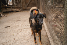 BUBA, Hund, Mischlingshund in Bulgarien - Bild 8