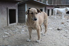 KYRA, Hund, Mischlingshund in Rumänien - Bild 2