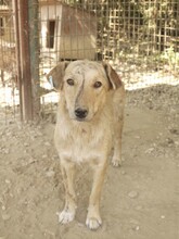 KYRA, Hund, Mischlingshund in Rumänien - Bild 3