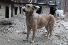 KYRA, Hund, Mischlingshund in Rumänien - Bild 5