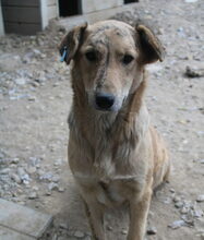 KYRA, Hund, Mischlingshund in Rumänien - Bild 7