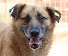 THOMAS, Hund, Mischlingshund in Rumänien - Bild 1