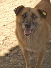 THOMAS, Hund, Mischlingshund in Rumänien - Bild 4