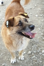 THOMAS, Hund, Mischlingshund in Rumänien - Bild 6