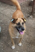 THOMAS, Hund, Mischlingshund in Rumänien - Bild 7