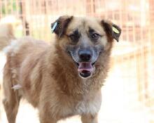 THOMAS, Hund, Mischlingshund in Rumänien - Bild 8