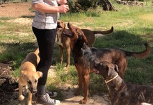 DIEGO, Hund, Deutscher Schäferhund-Mix in Spanien - Bild 14