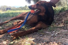 DIEGO, Hund, Deutscher Schäferhund-Mix in Spanien - Bild 15