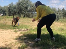 DIEGO, Hund, Deutscher Schäferhund-Mix in Spanien - Bild 16