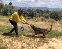 DIEGO, Hund, Deutscher Schäferhund-Mix in Spanien - Bild 17