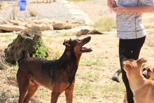 DIEGO, Hund, Deutscher Schäferhund-Mix in Spanien - Bild 18