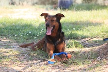 DIEGO, Hund, Deutscher Schäferhund-Mix in Spanien - Bild 19