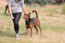 DIEGO, Hund, Deutscher Schäferhund-Mix in Spanien - Bild 22