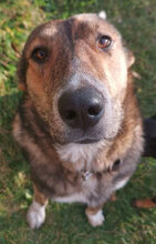 CAPTAIN, Hund, Mischlingshund in Bulgarien - Bild 1