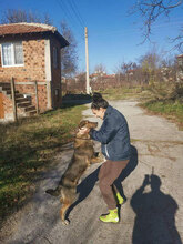 CAPTAIN, Hund, Mischlingshund in Bulgarien - Bild 2