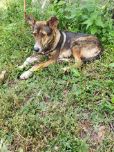 CAPTAIN, Hund, Mischlingshund in Bulgarien - Bild 4