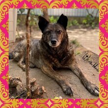 MORCOVITA, Hund, Mischlingshund in Rumänien - Bild 1