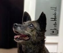 MORCOVITA, Hund, Mischlingshund in Rumänien - Bild 3