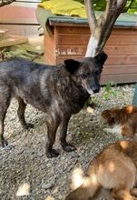 MORCOVITA, Hund, Mischlingshund in Rumänien - Bild 4