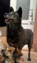 MORCOVITA, Hund, Mischlingshund in Rumänien - Bild 9