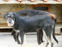 TALUA, Hund, Schnauzer-Mix in Bulgarien - Bild 10