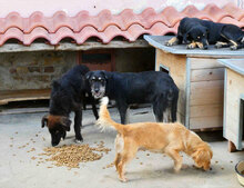 TALUA, Hund, Schnauzer-Mix in Bulgarien - Bild 9