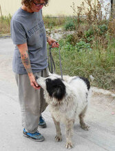 PUCK, Hund, Herdenschutzhund-Mix in Bulgarien - Bild 10