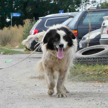 PUCK, Hund, Herdenschutzhund-Mix in Bulgarien - Bild 5