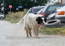 PUCK, Hund, Herdenschutzhund-Mix in Bulgarien - Bild 6