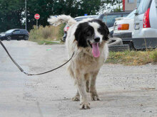 PUCK, Hund, Herdenschutzhund-Mix in Bulgarien - Bild 7