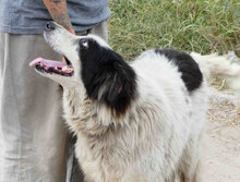 PUCK, Hund, Herdenschutzhund-Mix in Bulgarien - Bild 8