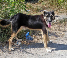 MATHIS, Hund, Mischlingshund in Bulgarien - Bild 1