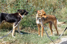 MATHIS, Hund, Mischlingshund in Bulgarien - Bild 10