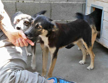 MATHIS, Hund, Mischlingshund in Bulgarien - Bild 12